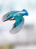 Kingfisher - Alcedo atthis
