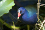 Ppurple Gallinule