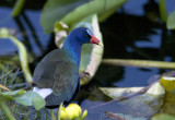 Purple Gallinule