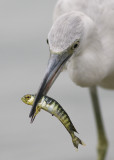 Little Blue Heron - Egretta cearulia