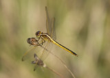 Gold winged Skimmer