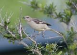 Mockingbird - Mimilus polyglotus