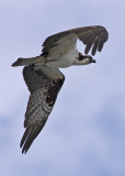 Osprey - Pandion haliaetus