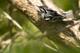 Black and White Warbler - Mniotilta varia