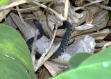 Water Snake - Nerodia fasciata fasciata