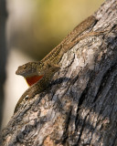 Brown anole - Anolis sagrei sagrei