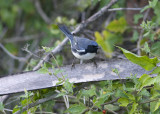 Black-Throated Blue Warbler - Dendroica caerulescens
