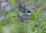 Blackpoll Warbler -  Dendroica striata