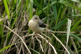 Grey Wagtail - Motacilla cinerea