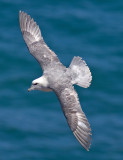 Fulmar - Fulmarus glacialis