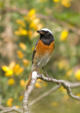 Redstart-Phoenicurus phoenicurus