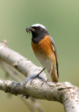 Redstart-Phoenicurus phoenicurus