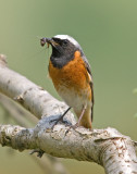 Redstart-Phoenicurus phoenicurus