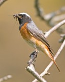 Redstart-Phoenicurus phoenicurus
