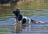 Cocker Spaniel 