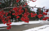 Crabapples