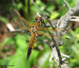 Four-spotted skimmer (Libellula quadrimaculata)