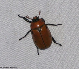 Spotted pelidnota  (<em>Pelidnota punctata</em>)