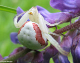 Goldenrod crab spider (<em> Misumena vatia</em>)