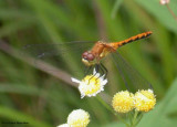 White-faced meadowhawk (Sympetrum obtrusum)
