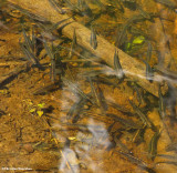 Sticklebacks