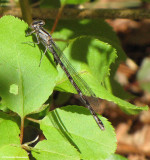 Bluet sp., Possibly Vernal Bluet