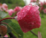 Crabapple blossom