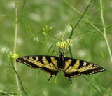 Canadian tiger swallowtail (<em>Papillio canadensis</em>)