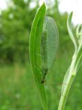 Green Lacewings (Family:Chrysopidae) and Brown Lacewings (Family: Hemerobiidae)