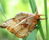 Polyphemus moth (<em>Antheraea polyphemus</em>), #7757