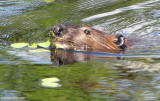 Beaver
