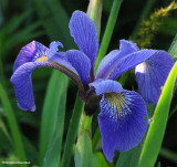 Blue flag iris (<em>Iris versicolor</em>)