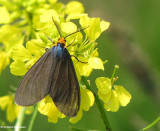 Virginia ctenucha moth (<em>Ctenucha virginica</em>), #8262
