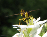 Hover fly (<em>Sphaerophoria</em> sp.) on hoary alyssum