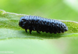  Leaf beetle larva(<em>Trirhabda</em>)