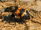 Nicrophorus carrion beetle (<em>Nicrophorus tomentosus</em>) with mites