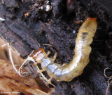 Fire-coloured beetle larva  (Pyrochroidae sp.)