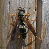 Paper wasp (<em>Polistes fuscatus</em>)