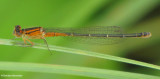 Eastern forktail  (<em>Ischnura verticalis</em>)  female