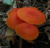 Red mushrooms