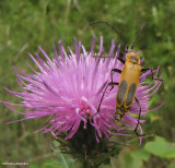 Pennsylvania leatherwing beetle (<em>Chauliognathus pensylvanicus</em>)