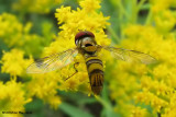 Hover fly (<em>Allograpta obliqua</em>) on goldenrod