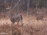 White-tailed deer