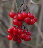 Highbush cranberry fruit  (<em>Viburnum trilobum</em>)