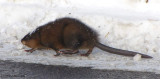 Muskrat  (<em>Ondatra zibethicus</em>)