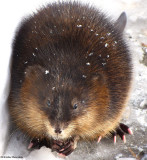 Muskrat  (<em>Ondatra zibethicus</em>)