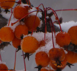 Orange crabapples (<em>Malus</em>)