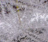 Ice crystals on window