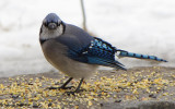 Blue jay