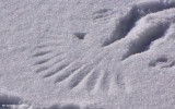 Wing pattern made by a crow